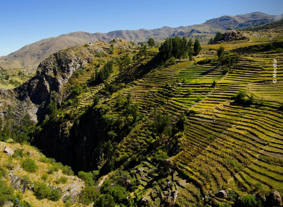 Recorre el Perú con sus platos bandera: aprende la receta en un minuto