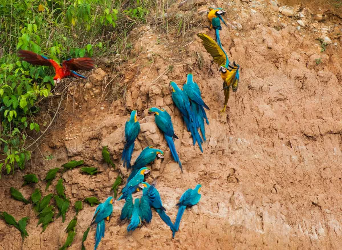 Guacamayos en la Collpa de guacamayos Colorado - Reserva Nacional Tambopata, Madre de Dios