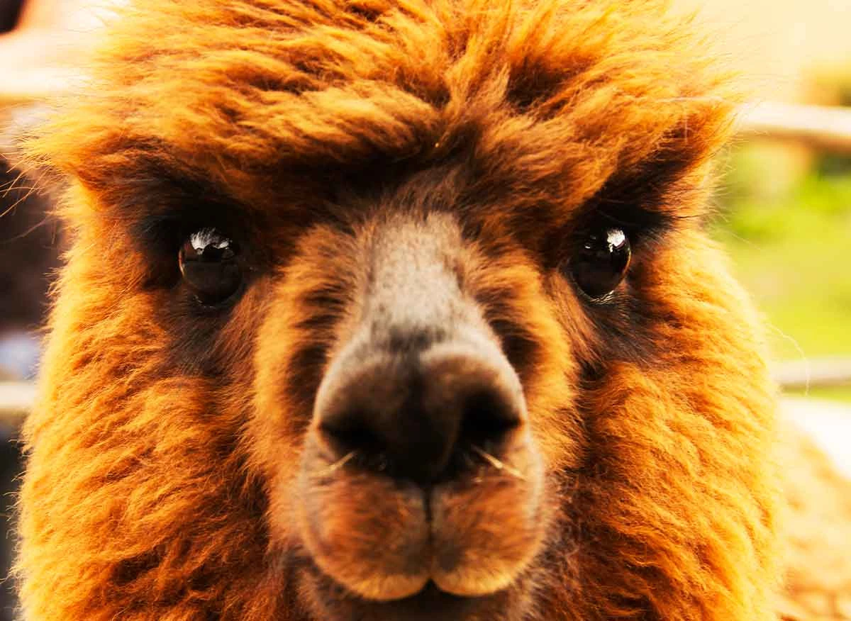Alpaca. Centro ecoturístico Mundo Alpaca.