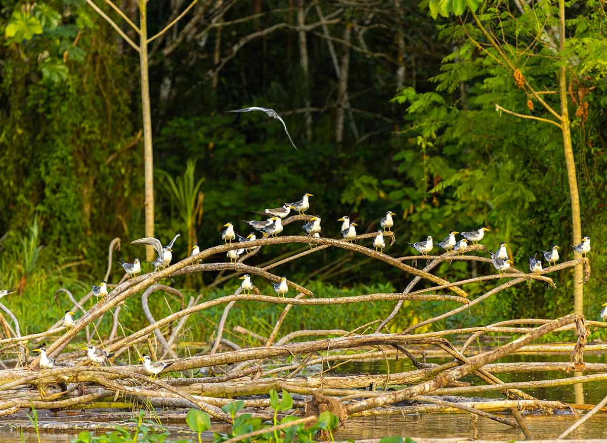 Avistamiento de flora y fauna en Río Amazonas