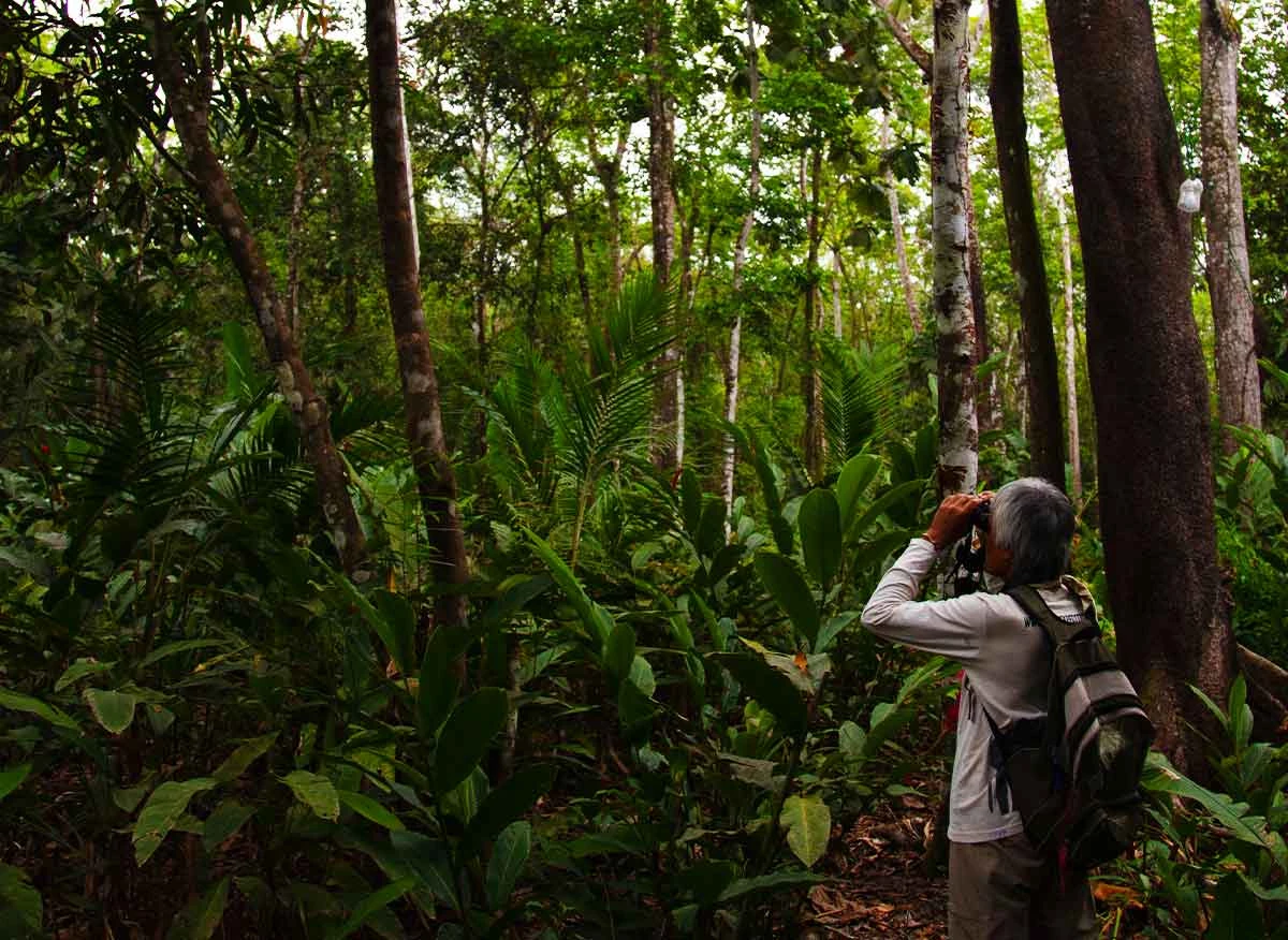 Recorrido de observación de aves en el ACP Refugio K´erenda Homet, Tambopata.