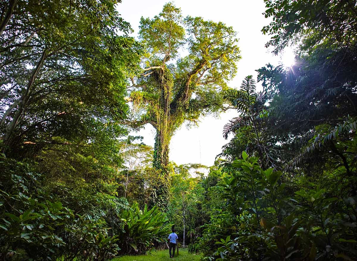 Árbol del Ceiba