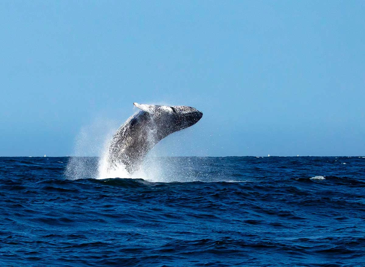 Avistamiento de ballenas en Los Órganos