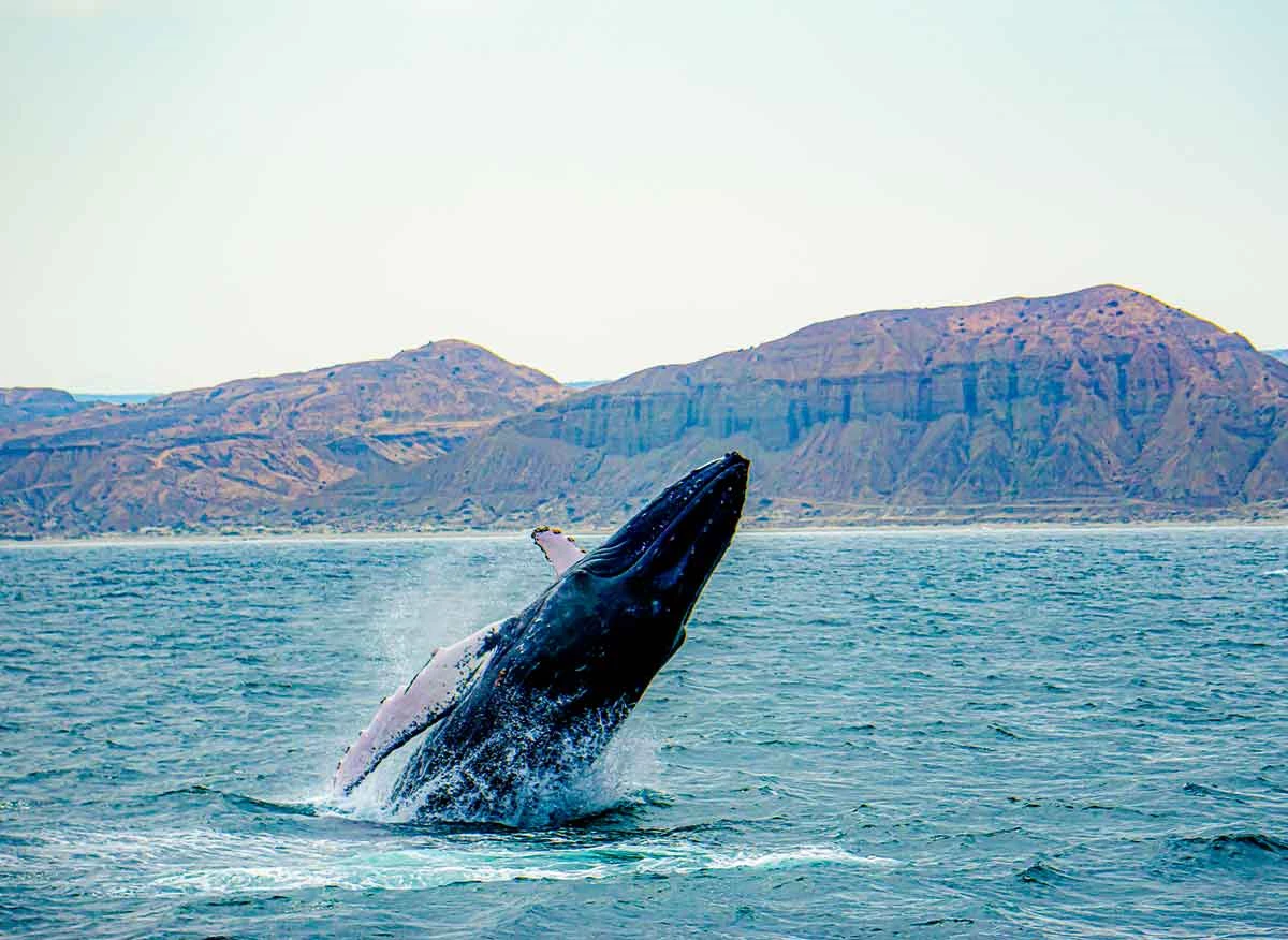 Avistamiento de ballenas jorobadas en la playa Los Órganos