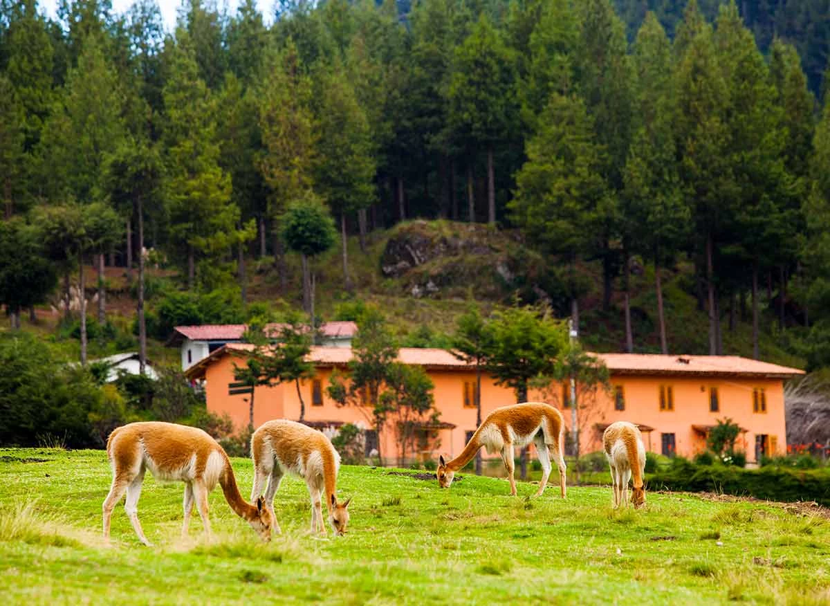 Vicuñas en la granja Porcón.