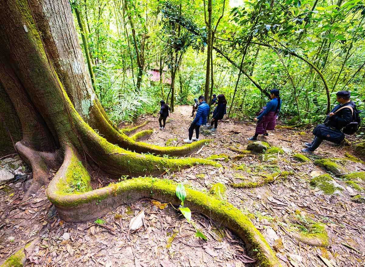 Parque Nacional Yanachaga Chemillén