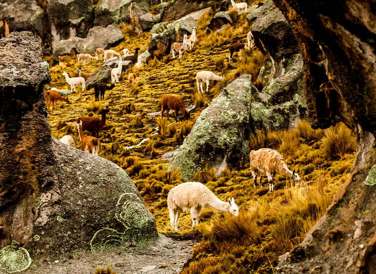 Bosque de piedras del Santuario Natural de Huayllay.
