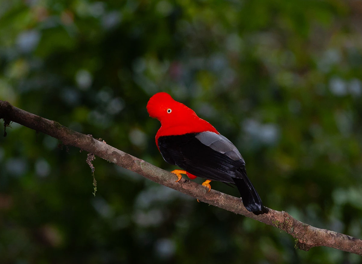 Gallito de las rocas