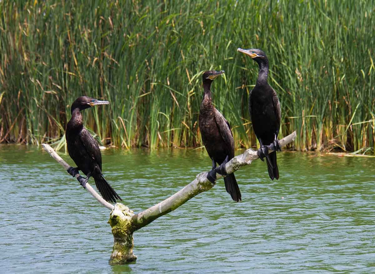Pantanos de Villa
