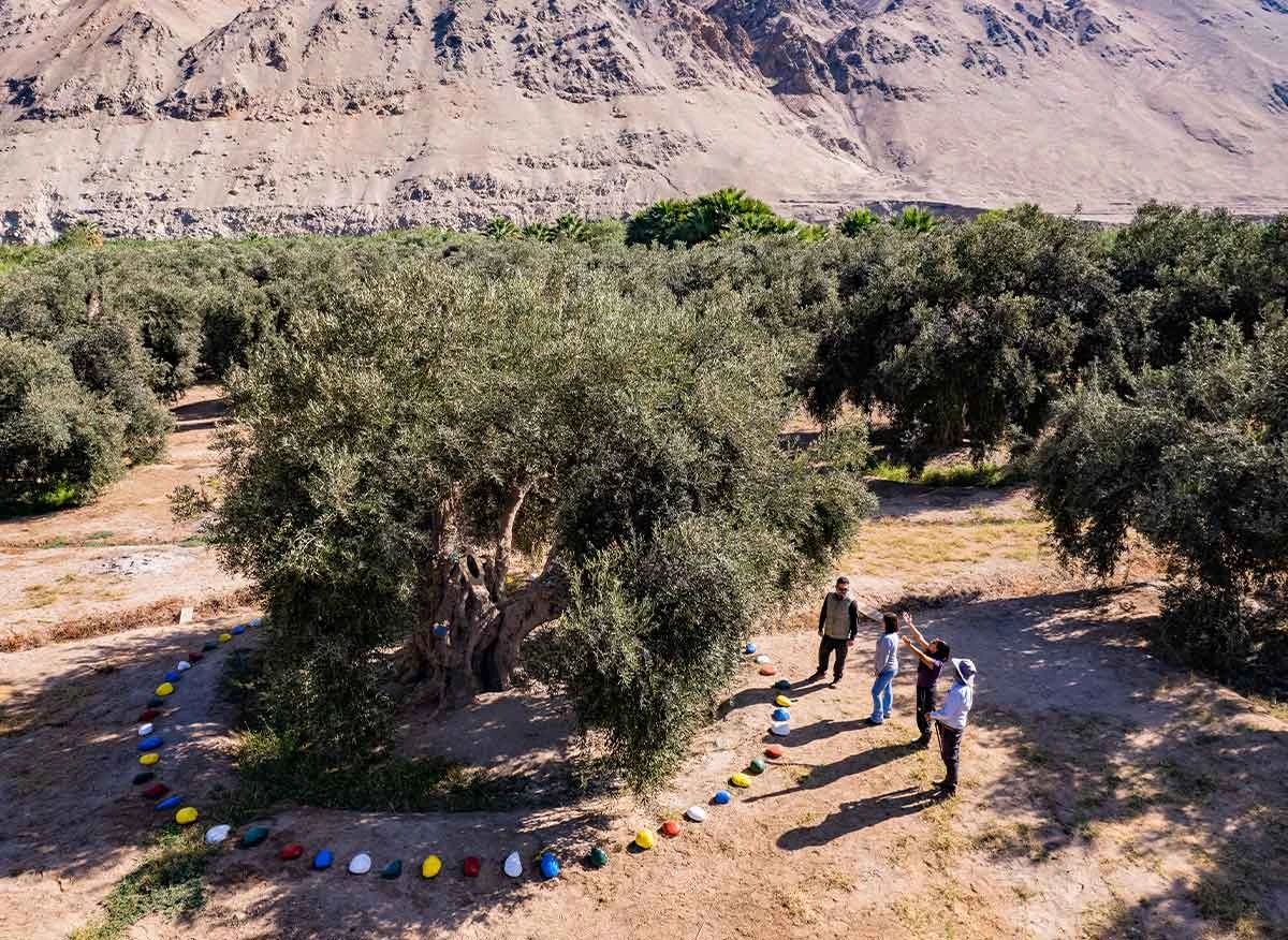 Turistas frente a olivo cuatricentenario del Fundo Chiviquina en Ilo