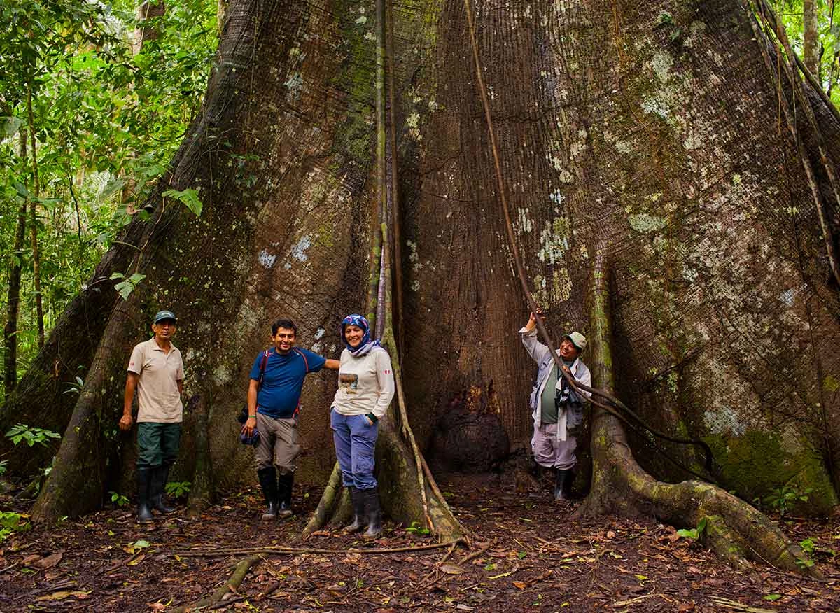 Árbol de ceiba, en la zona de amortiguamiento o zona Reservada del Parque Nacional del Manu.