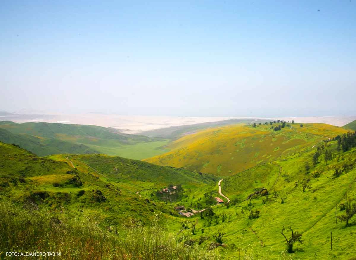 Lomas de Lachay