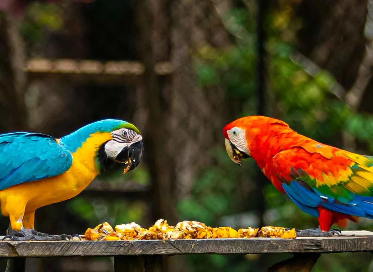 Visita al Amazon Forever Biopark en Iquitos