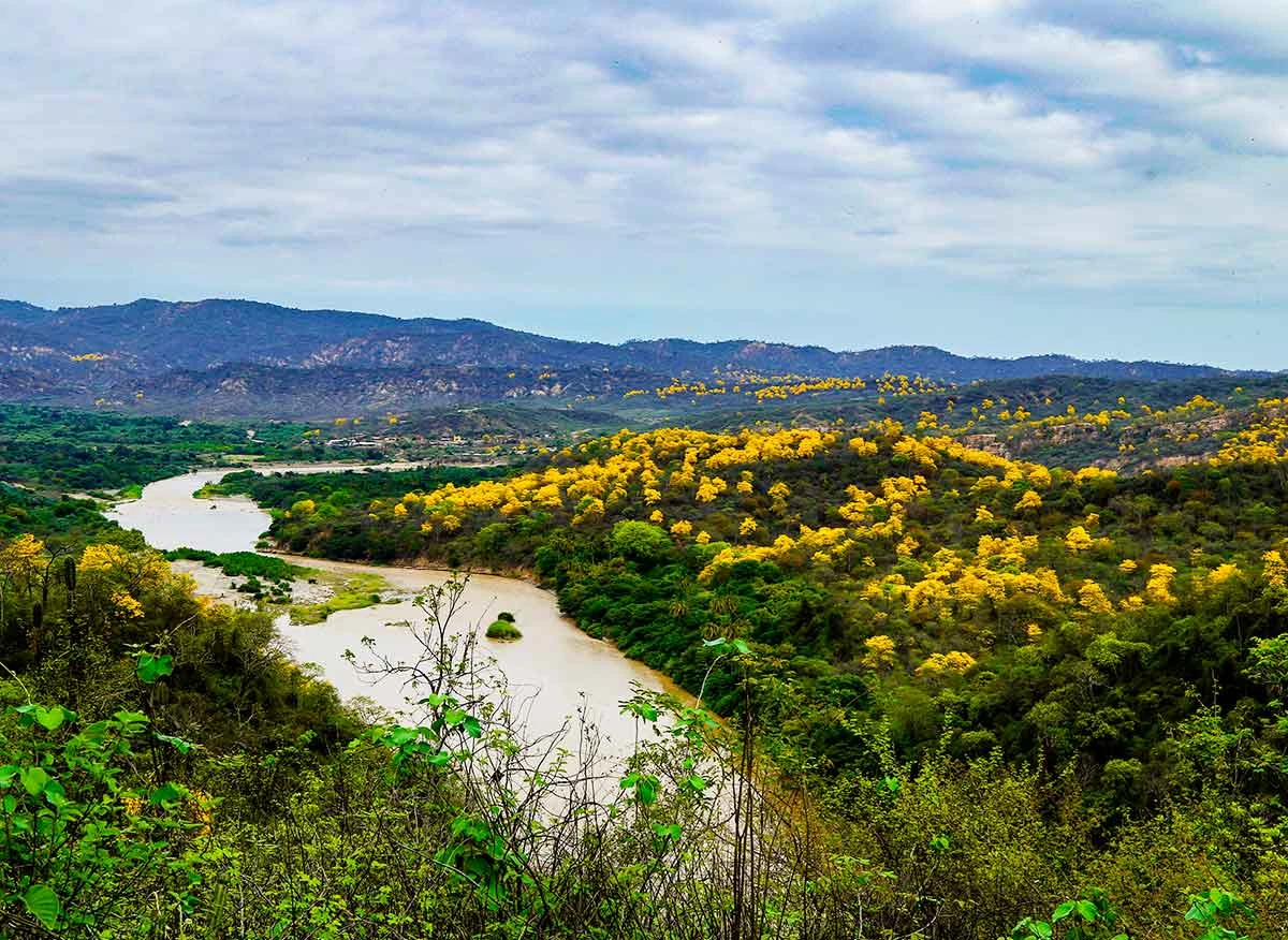 Florecimiento de Guayacanes
