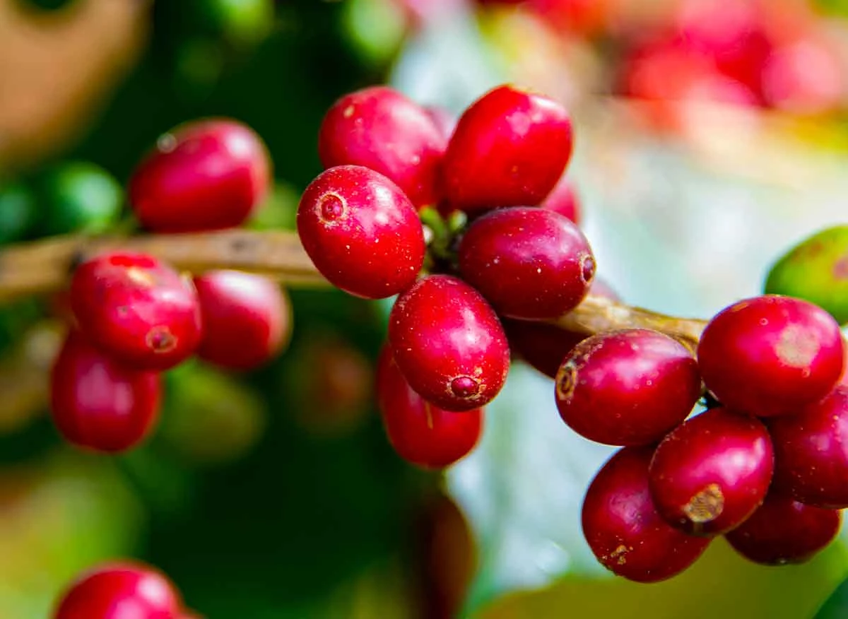 Recorrido a Finca Santa Rosa en Villa Rica. Fruto de café