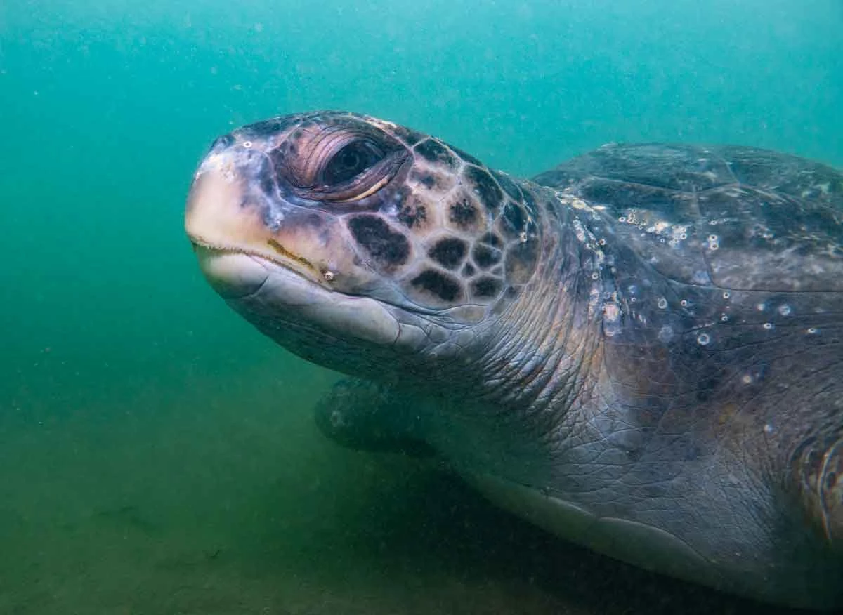 Tortuga marina en el muelle de playa Los Órganos