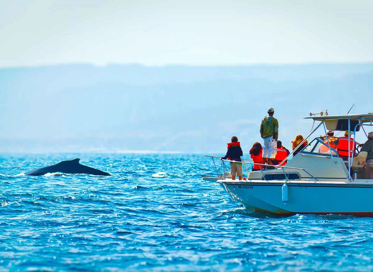 Yate con turistas en recorrido de avistamiento de ballenas jorobadas en Los Órganos