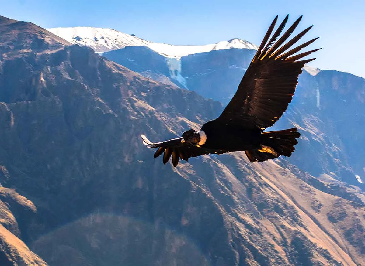 Cóndor en el Cañón del Colca