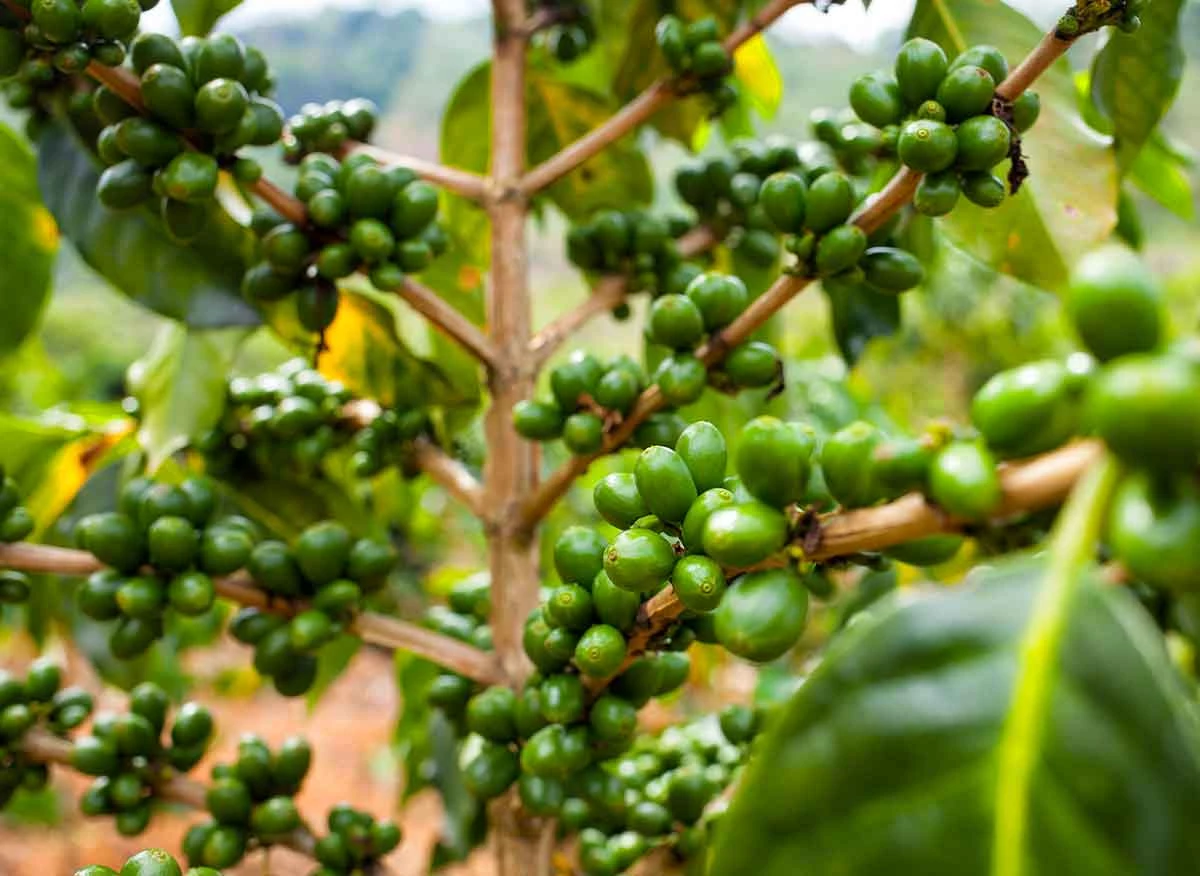Cultivo de café;. Cooperativa agraria cafetalera Satipo.