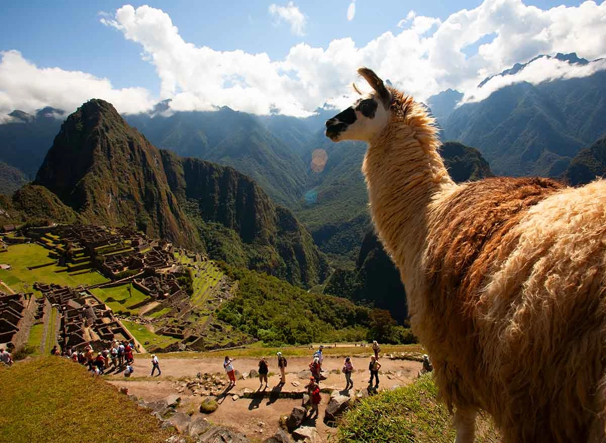 Llama en la ciudad Inka de Machupicchu