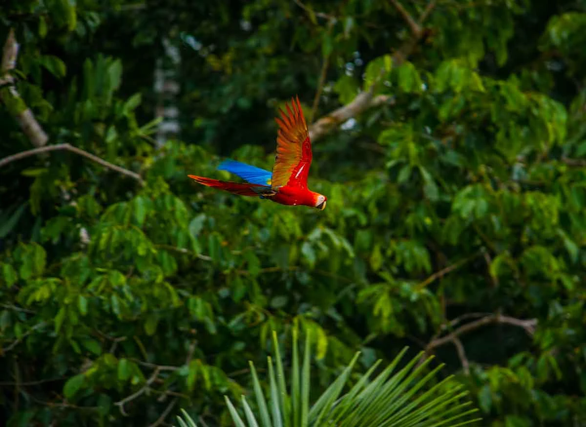 Guacamayo escarlata (Ara macao, Scarlet macaw), en la zona de amortiguamiento o zona Reservada del Parque Nacional del Manu.