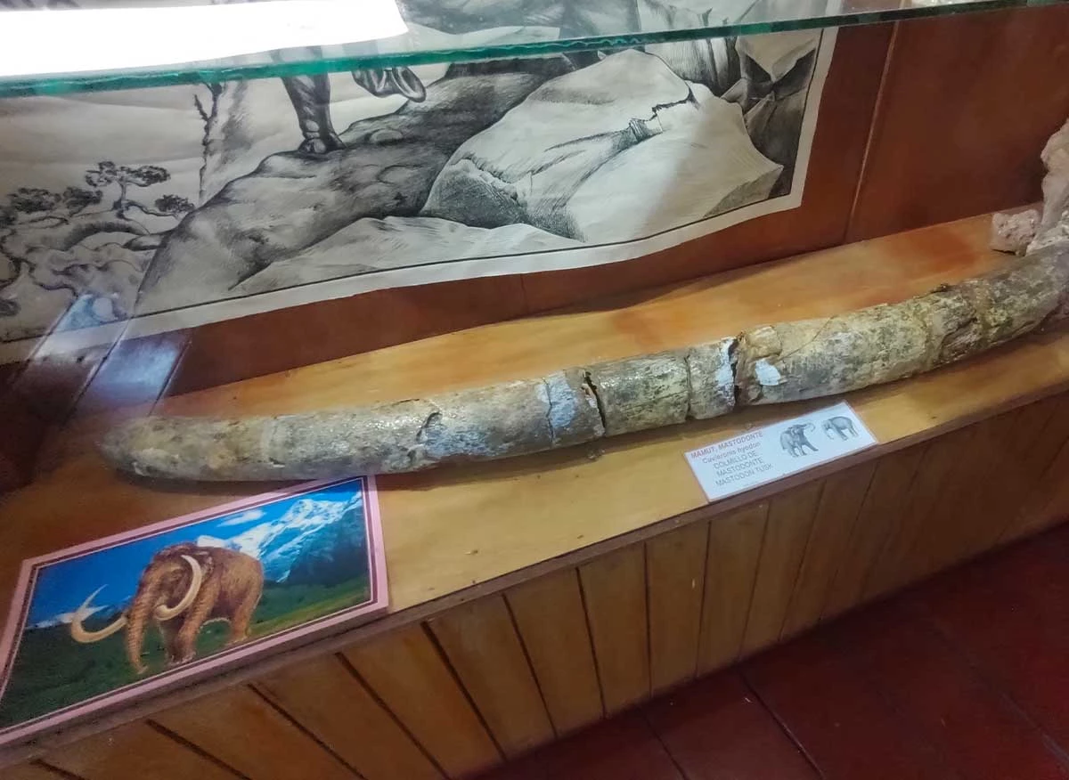 Colmillo f&oacute;sil de mastodonte andino en vitrina, junto a restos de v&eacute;rtebras