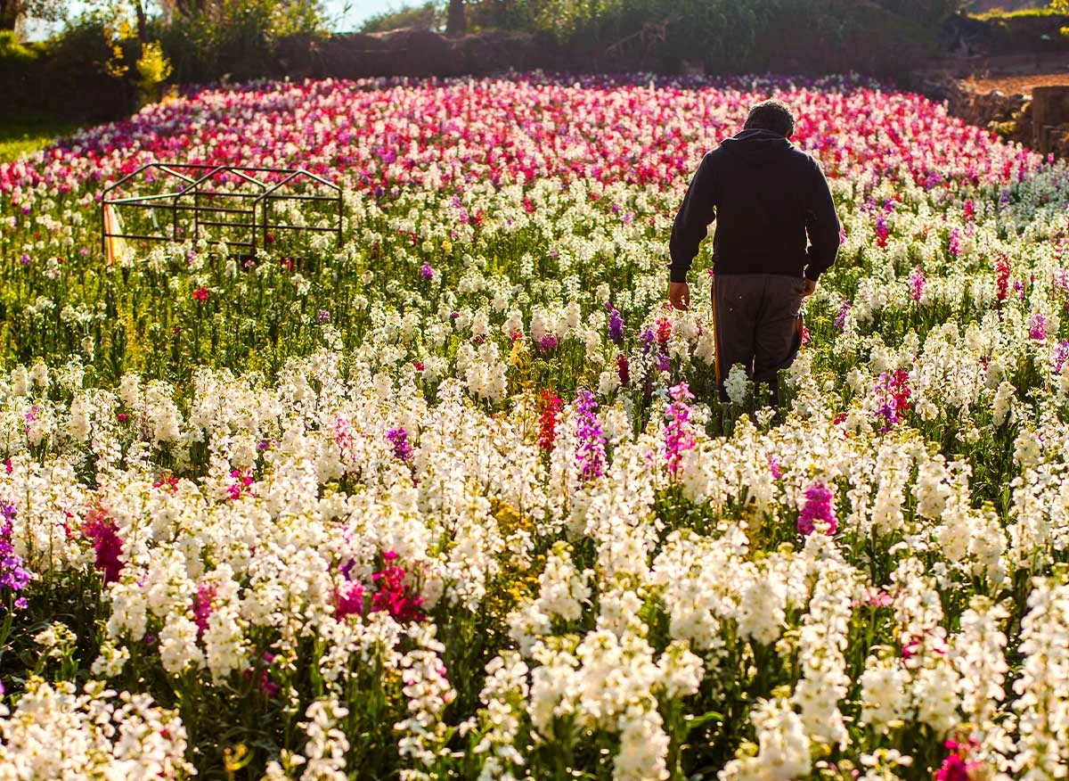 Cultivo de flores en Tarma.