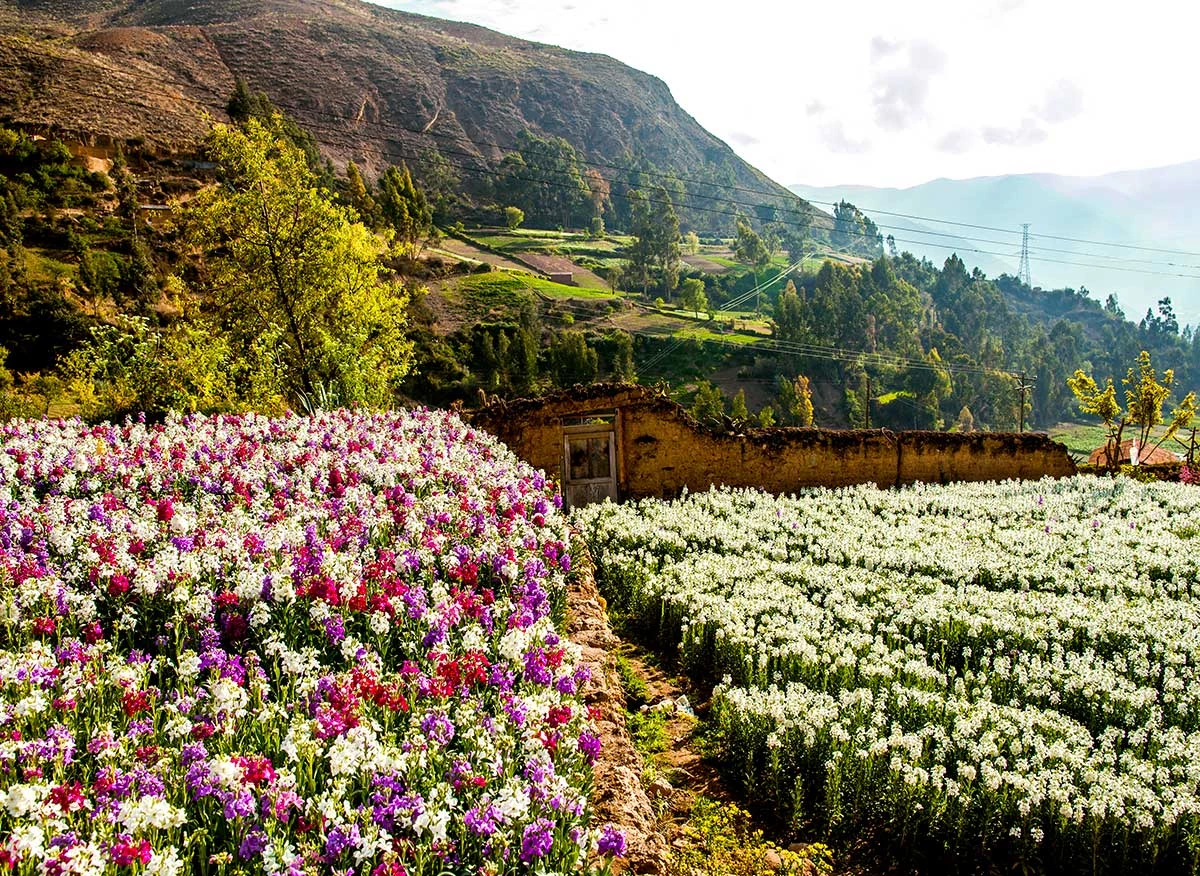 Cultivo de flores en Tarma.