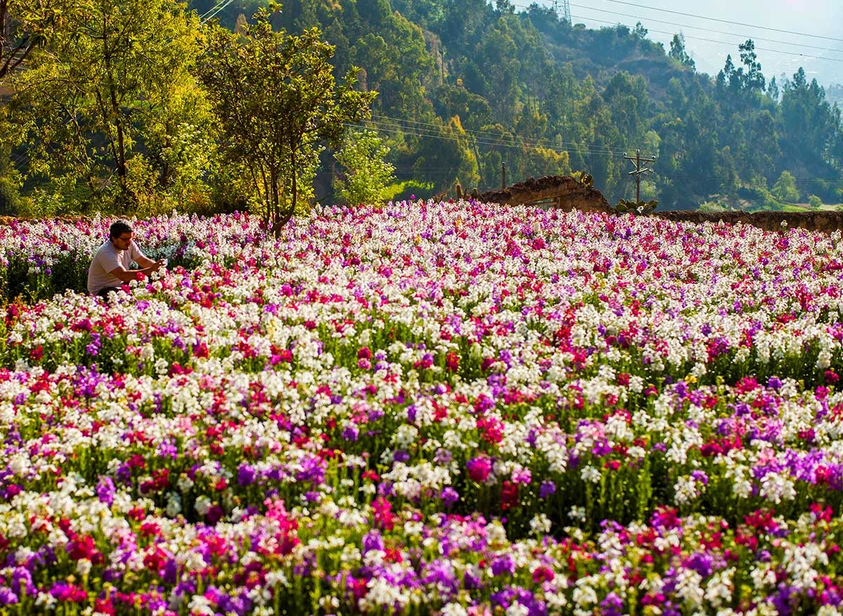 Cultivo de flores en Tarma.