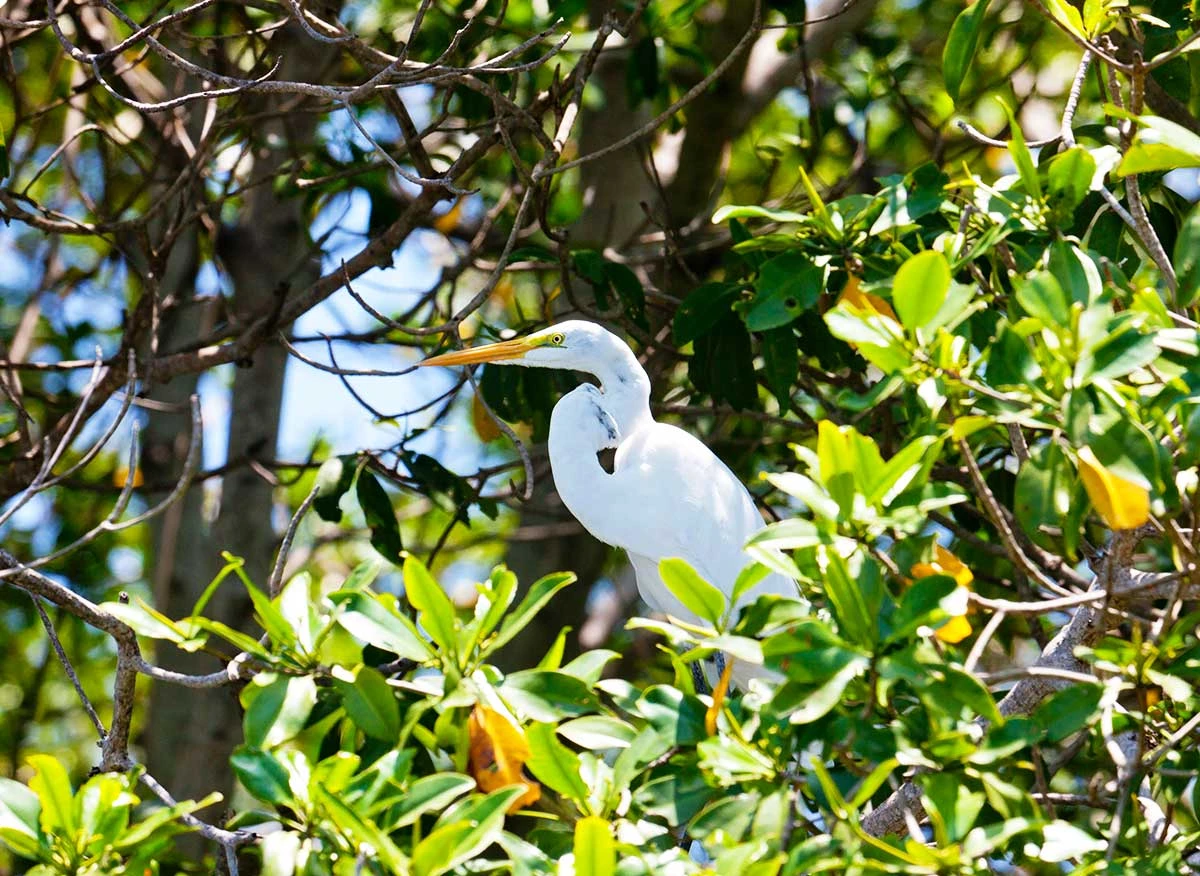 Canales de manglar en Tumbes vistos desde una embarcación, con garzas en la orilla