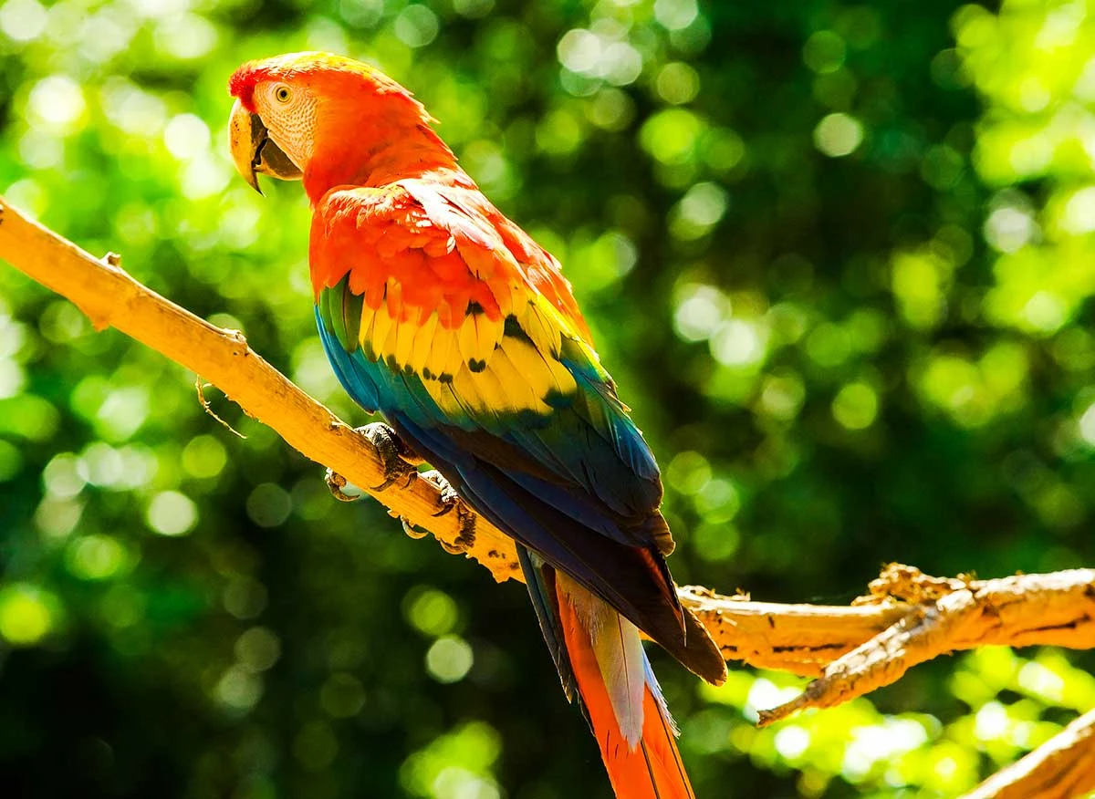 Bandada de guacamayos en una collpa de arcilla de la Amazonía sur