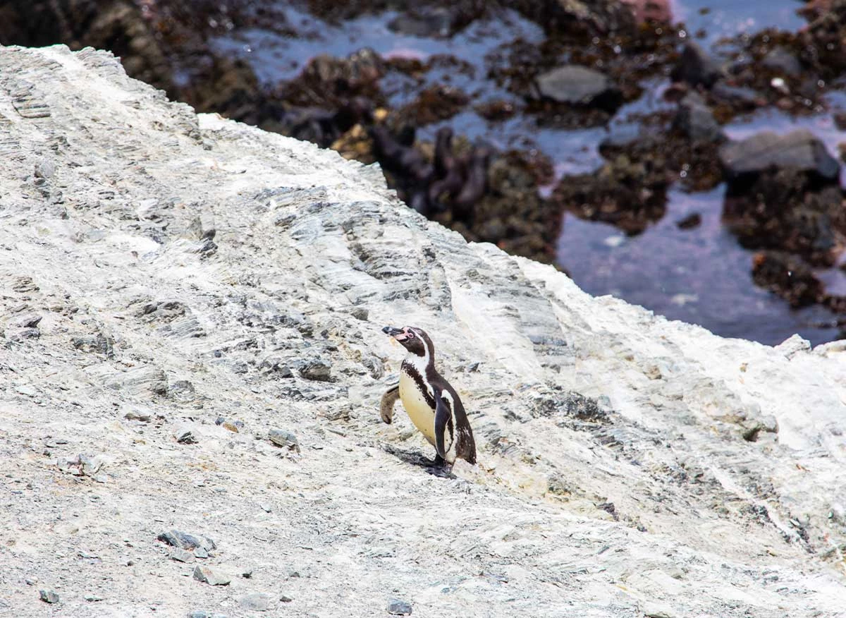 Pinguino de Humboldt en la Zona Reservada Punta San Juan