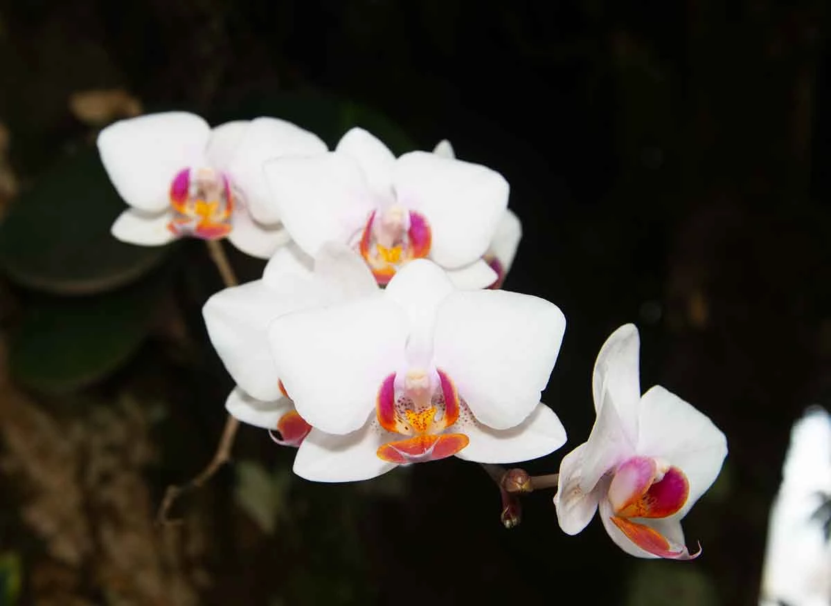 Orquídea silvestre entre helechos en el bosque del Alto Mayo