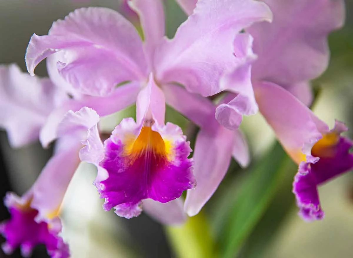 Detalle de los pétalos de una orquídea amazónica de la región San Martín