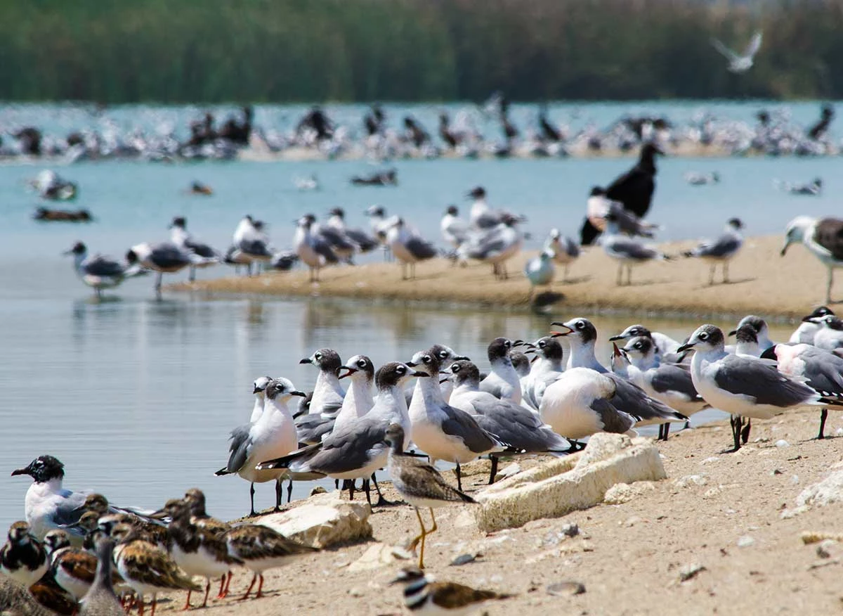 Avistamiento de aves