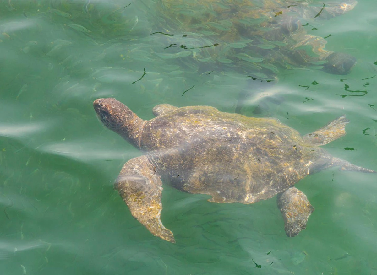 Muelle de Los Órganos
