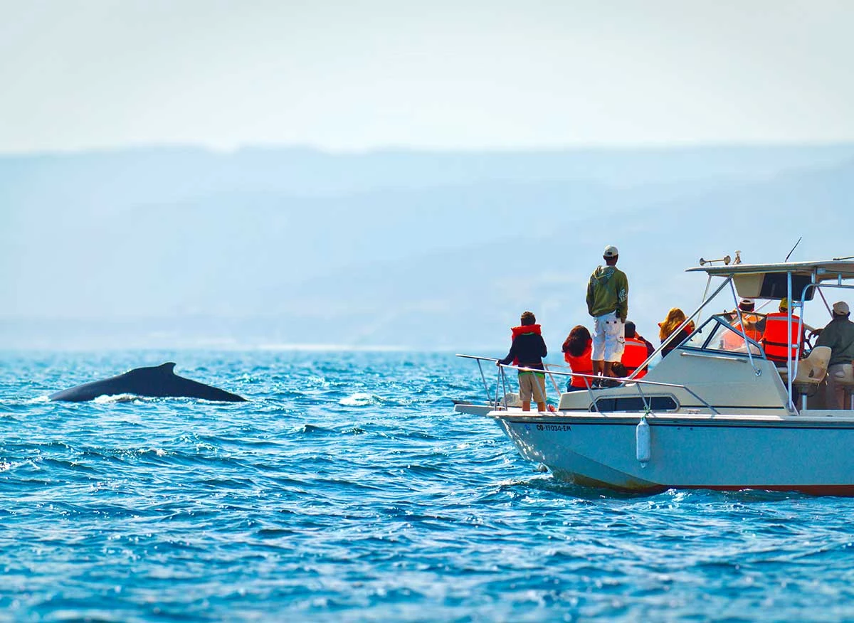 Yate con turistas en recorrido de avistamiento de ballenas jorobadas en Los Órganos
