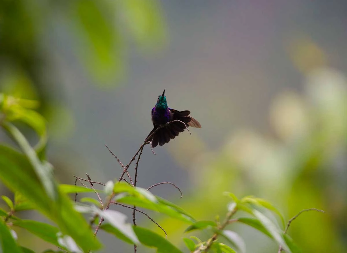 Zafiro golondrina (Thalurania furcata, fork-tailed woodnymph) en el Parque Nacional Yanachaga - Chemillén, dentro de la Reserva de Biósfera Oxapampa-Asháninka-Yánesha.