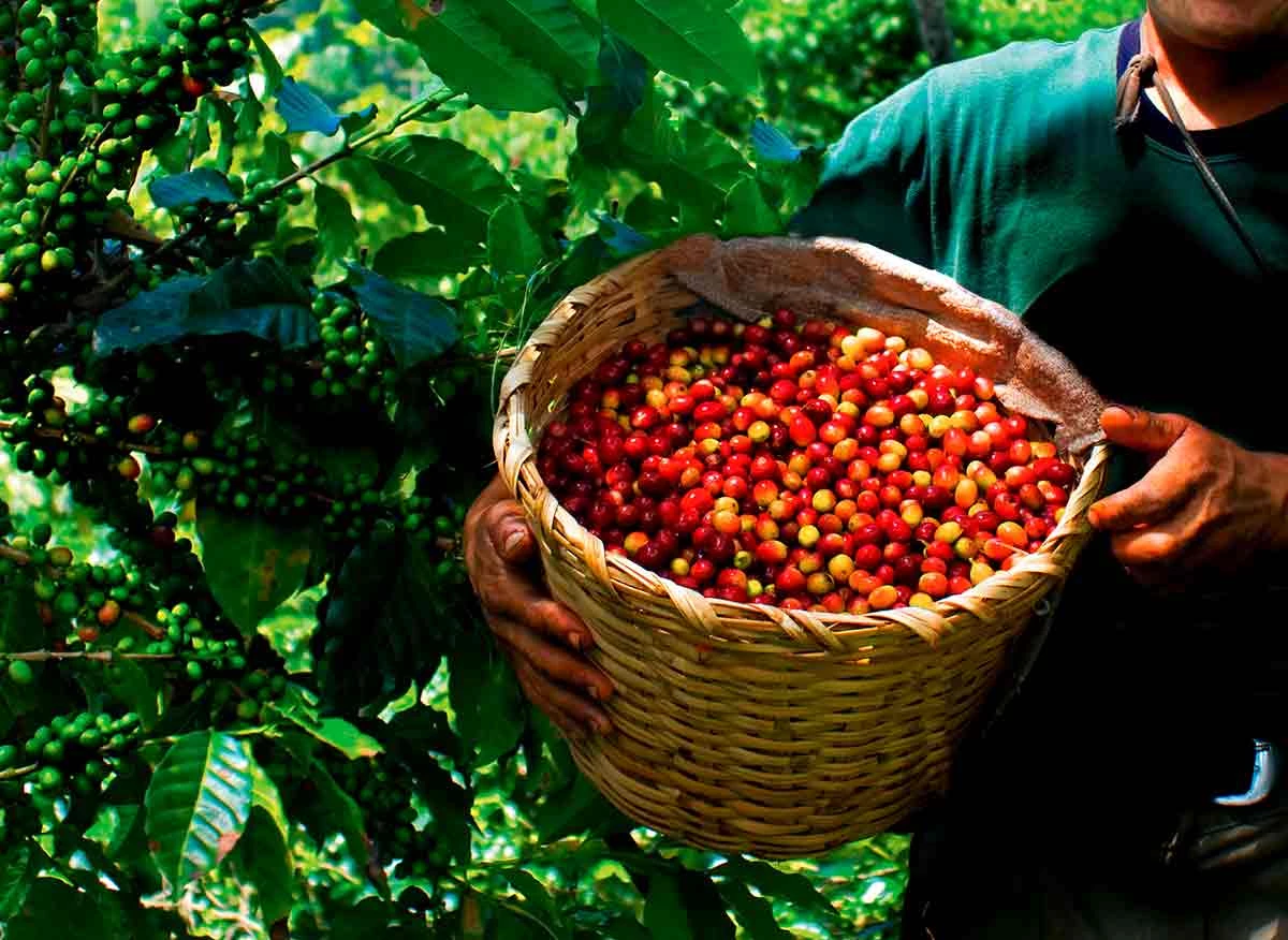Cosecha de café orgánico en la cooperativa agraria cafetalera La Florida