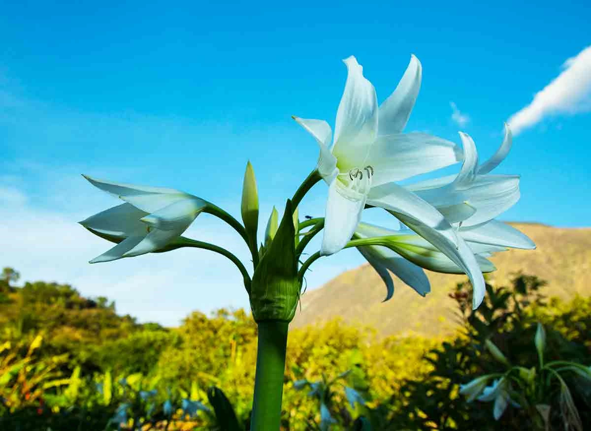 Flor en Abancay.