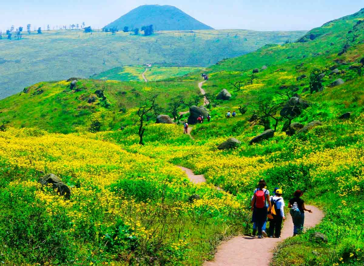 Turistas en las Lomas de Lachay.