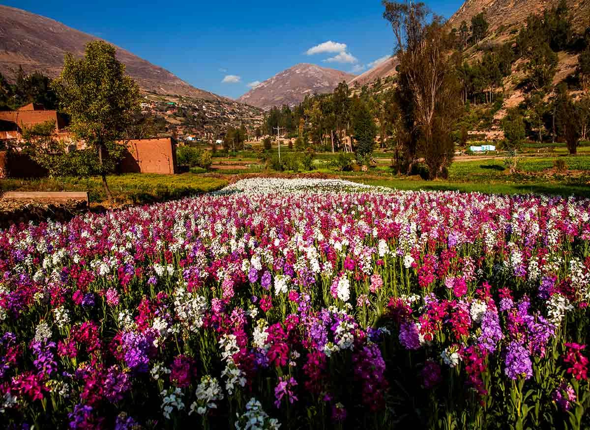 Cultivo de flores en Tarma.
