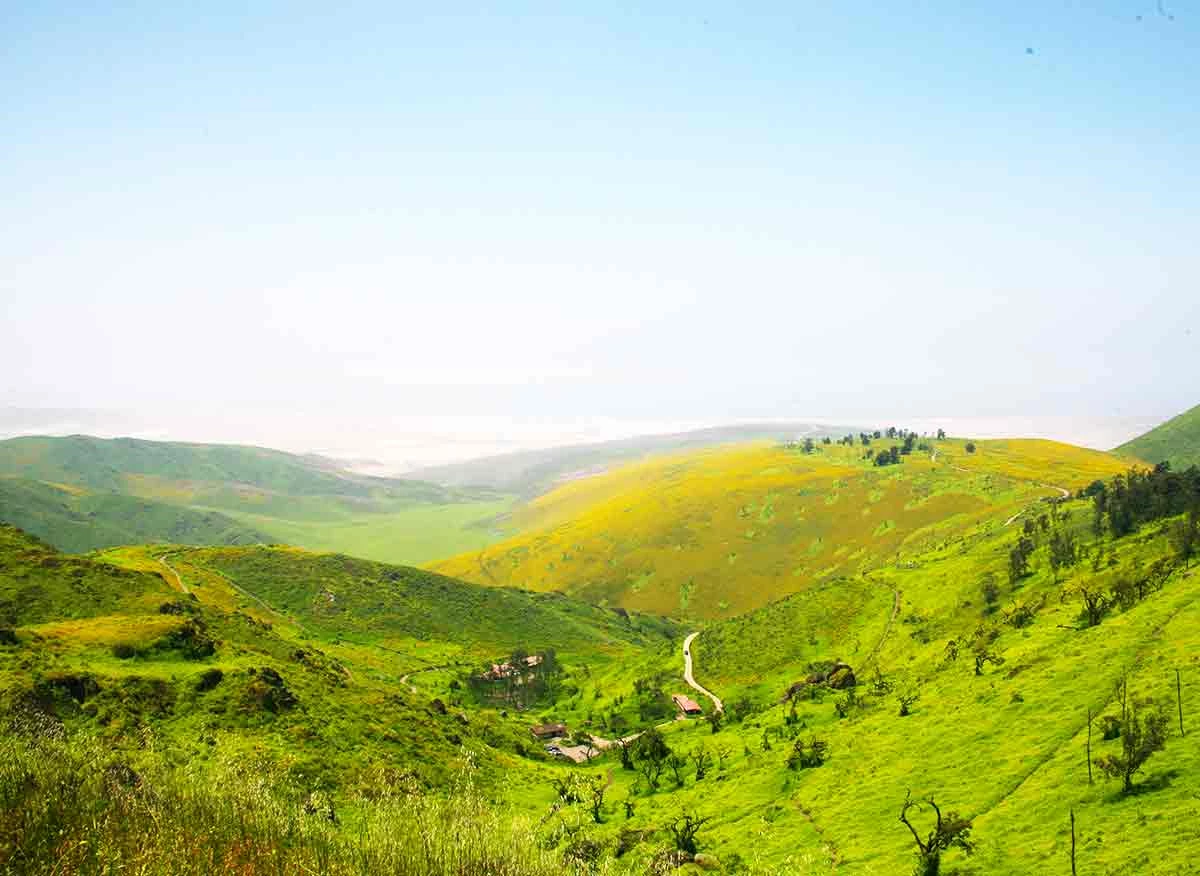 Lomas de Lachay.