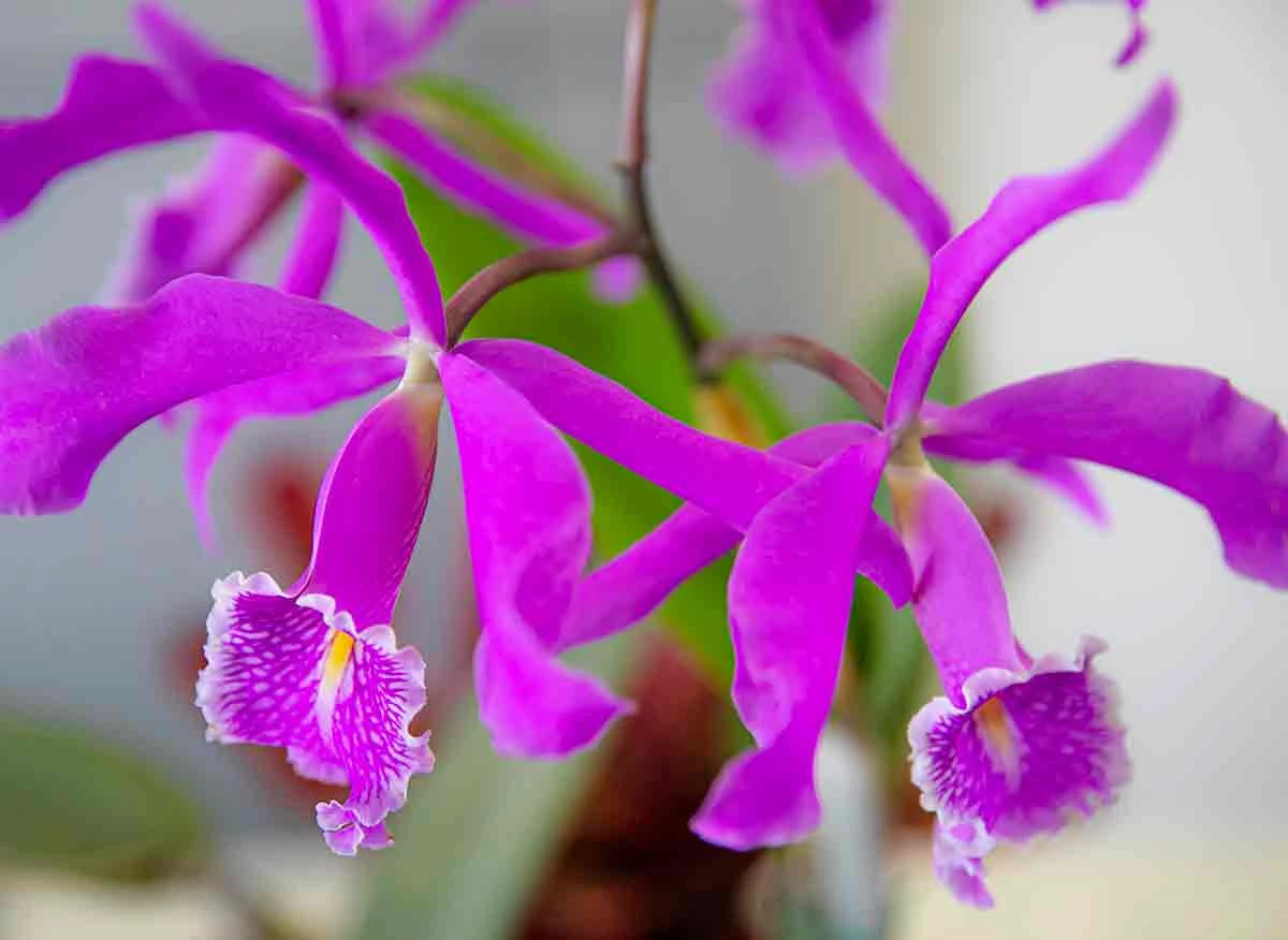 Orquideas de Moyobamba