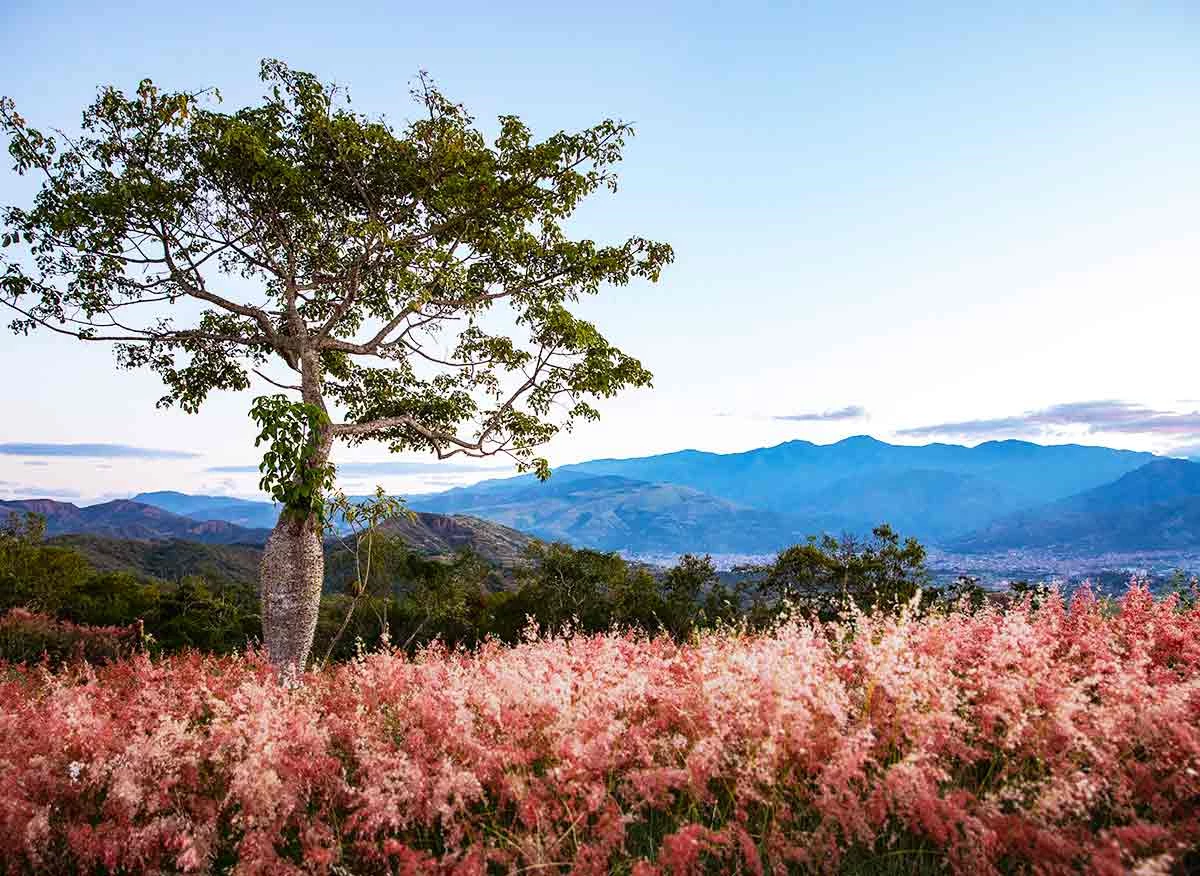 Área de Conservación Privada Gotas de Agua en Jaén, Cajamarca