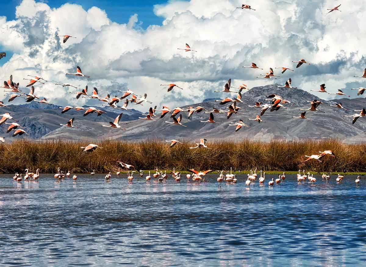 Flamencos en la Reserva Nacional de Junín