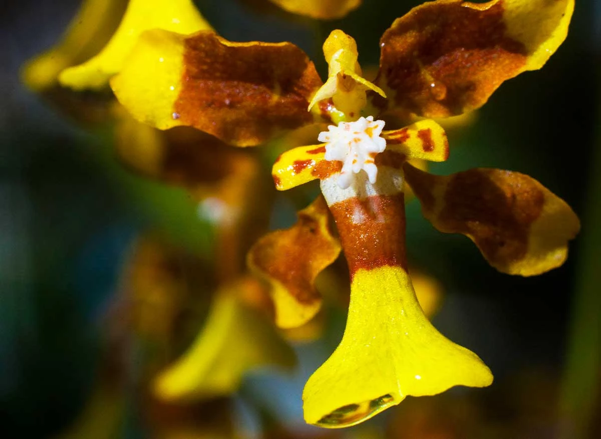 Orquideario Orquídeas Amazónicas de la ciudad de Moyobamba.