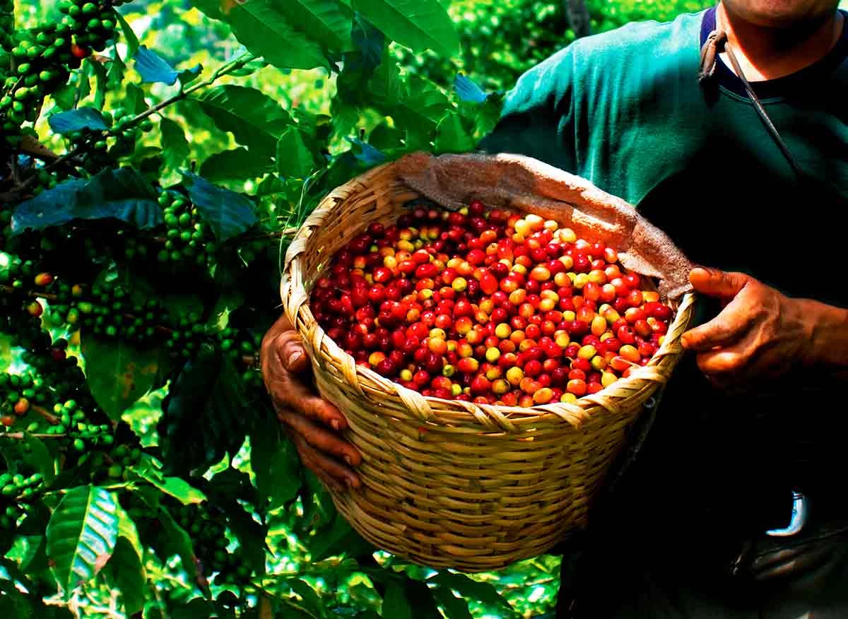 Cosecha de café orgánico en la cooperativa agraria cafetalera La Florida